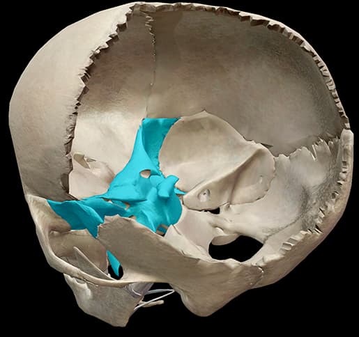 The sphenoid bone in the centre of the skull, the bone the rest of the face hangs off