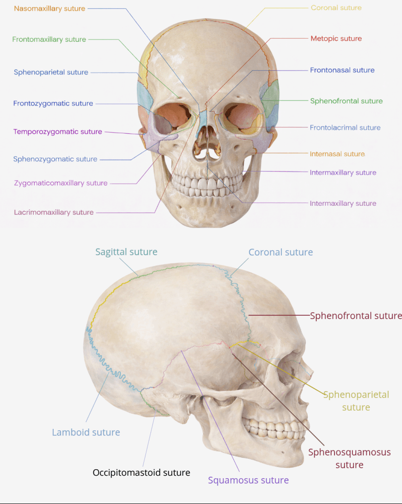 Anatomical diagram of the human skull with all 22 bones labeled at their sutures — coronal, sagittal, sphenofrontal, zygomaticomaxillary and others — the living joints through which adult cranial bones reposition